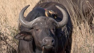 The Unlikely Friendship of Cape Buffalos and Oxpeckers [upl. by Candida230]