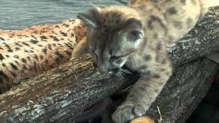 Baby Cougars AKA Puma or Mountain Lion PlayCincinnati Zoo [upl. by Collar481]