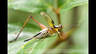 How does Cricket Nisitrus vittatus Make Sound [upl. by Vorster]