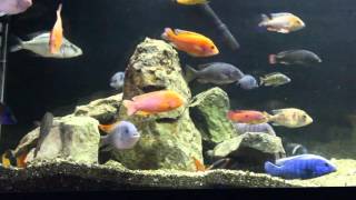 African Cichlid Rock Scape Large vs Small [upl. by Prober]