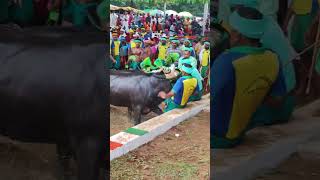 Kambala Start  Miyar Karkala 2024 [upl. by Yesnil745]