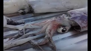 Καθαρίζω καλαμαράκια εύκολα σε 4 λεπτά  How to prepare squid [upl. by Blackmun]