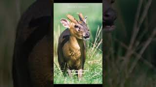 Looks Like A Alien Deer  Muntjac Deer [upl. by Photina]