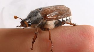 Large cockchafer beetle climbs on my fingers [upl. by Licha]