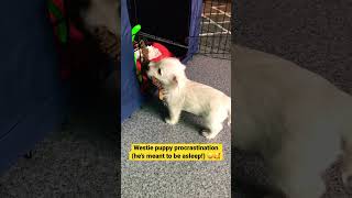 Can you procrastinate as well as this Westie puppy can 🥰 [upl. by Kassaraba685]