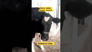 Gorur video  guru dikhao  gaan  amma guru  amba guru  cow sound shorts cowdance gorurvideo [upl. by Fancy346]