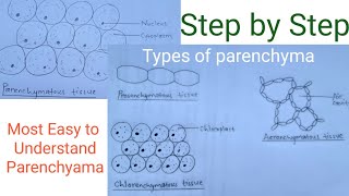 How to draw parenchymatous tissue  Types of parenchyma  Easy way [upl. by Aneris]