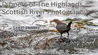 Dipper Photography on Scotlands Rivers  Nikon Z6ii and The WILD Cairngorms [upl. by Felicle947]