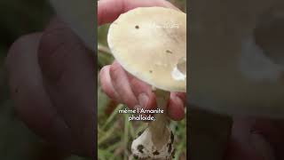 toucher les champignons toxiques [upl. by Cassie]