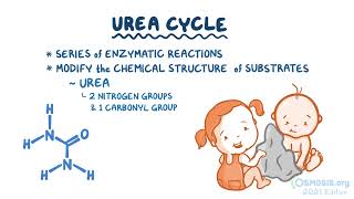 Osmosis Nitrogen and urea cycle USMLEandBeyond [upl. by Arammahs]