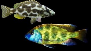 Livingstoni and Venustus cichlids  Tropical freshwater fish for sale [upl. by Silvestro]