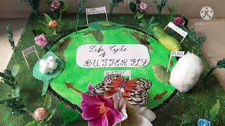 life cycle of butterfly project model for pre schoolers Life cycle of butterfly model ADOR BUDS [upl. by Rufina]