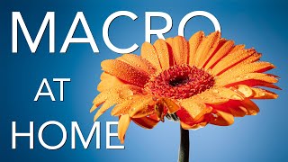 Macro at Home Easy Lighting and Focus Tips and Tricks [upl. by Ita]