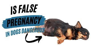 IS FALSE PREGNANCY IN DOGS DANGEROUS [upl. by Remington442]