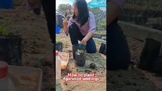 How to Plant agarwood seedlings [upl. by Bomke]