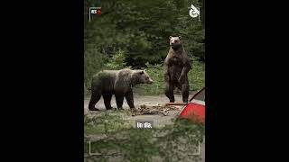 ¡Este hombre y su esposa fueron devorados vivos por osos en cámara [upl. by Kearney]