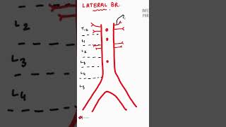 ABDOMINAL AORTA Branches [upl. by Neelcaj235]