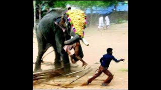 LIVE Elephant attack in temple killing one [upl. by Thenna]