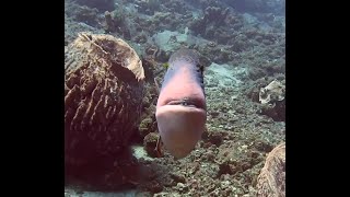 Triggerfish Attack in Amed Bali  Indonesia 4K [upl. by Oag]