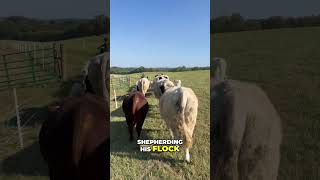 Young Man Shepherding his Flock regenerativefarm regenerativefarming [upl. by Eatnwahs]