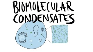 Biomolecular Condensates [upl. by Allenod]