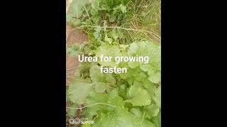 urea fertilizer for my plants [upl. by Collimore]