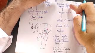 guyton chapter 57 part 2 Neuronal circuit of cerebellum afferent and efferent tracts of cerebellum [upl. by Ettenwahs512]