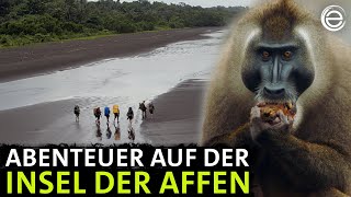 Unter Afrikas Affen ‒ Das Abenteuer  Erlebnis Erde [upl. by Mloc]