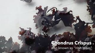 Chondrus Crispus aka Seamoss [upl. by Ayit]