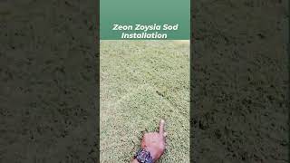 Zeon Zoysia Sod Installation By Brooks Landscaping  Sod Installation  Drainage Solution Shorts [upl. by Neened]