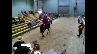 2024 Fall Waverly horse sale live auction Friday sale [upl. by Retsehc]