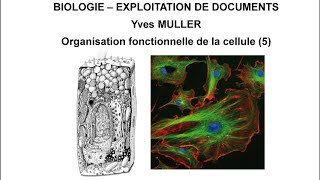 5 Le cytosquelette  Thème  Organisation fonctionnelle de la cellule [upl. by Stuckey]