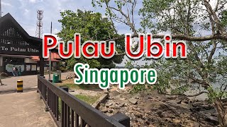 Explore Singapore  Pulau Ubin Island A Tropical Nature Paradise amp BEST things to do in this Island [upl. by Medardas]