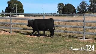 Aussie Angus Brangus Bull Sale Lot 26 Karnahla Theo T24 [upl. by Oni544]