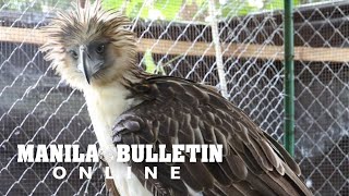 Philippine Eagle Sarangani returns to the wild [upl. by Rednijar779]