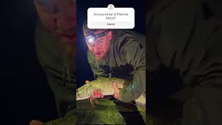 PIKE WHILE CARP FISHING at LINEAR FISHERIES carpfishing2024 carpfishing fishingvlog [upl. by Porty]