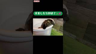 求愛したら即終了02 VSソックス クサガメ つく shorts 爬虫類 亀飼育 亀 かわいい Reeves Turtle courtship dance 求愛ダンス 求愛行動 [upl. by Noyahs172]