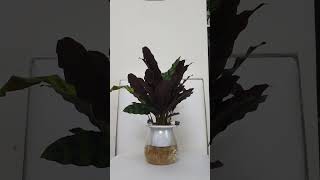 24 hour time lapse of My calathea plant calatheaplant timelapse song 24hours [upl. by Ellery]