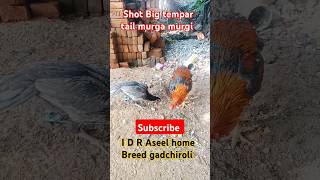 birds Shot Big tempar tail murga murgi I D R Aseel home B myhobby6083 IndianAseelBreedersPro [upl. by Aysan181]