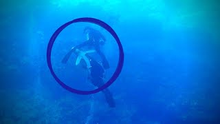 I witnessed a shark attack while diving [upl. by Dlabihcra]