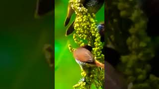 Things to KNOW about Birds EATING Seeds [upl. by Faxen]