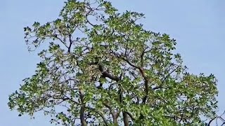 Medicinal Tree Behada or Terminalia bellirica quotBaheraquot or Beleric or bastard myrobalan [upl. by Malinowski]