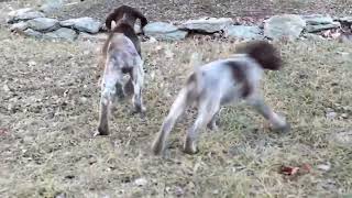 German Shorthaired Pointer Puppies For Sale [upl. by Ainoval]