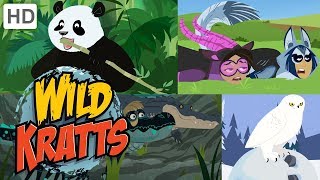 Wild Kratts 🐺🐼 Exploring the Animal Kingdom 🐊🦉 Kids Videos [upl. by Rollet]