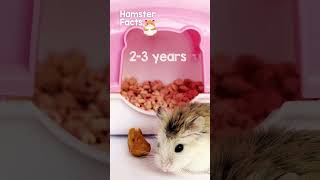 Hamster Facts How long do hamsters live hamstershorts hamsterfacts hamster hamsterlifespan [upl. by Moynahan]