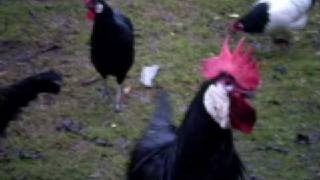 Minorca rooster and other chickenavi [upl. by Julissa490]