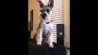 Miniature Schnauzer Barking [upl. by Kress807]