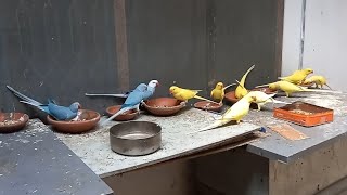 Ringneck Parrots in Flying Aviary  Master Cage  Outdoor Aviary  Flying Cage for Birds  parrot [upl. by Hales]