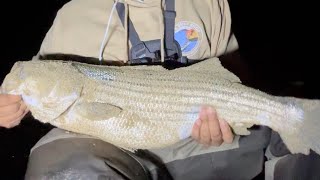 STRIPED BASS STRIPER 2024 FALL RUN MONTEREY BAY CALIFORNIA surffishing striper [upl. by Tobin]