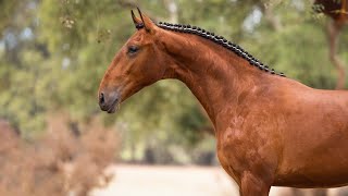 SOLD Promising Piro Free Dressage Prospect 2022 Lusitano by Jasmim Plus REF873 [upl. by Aufa]